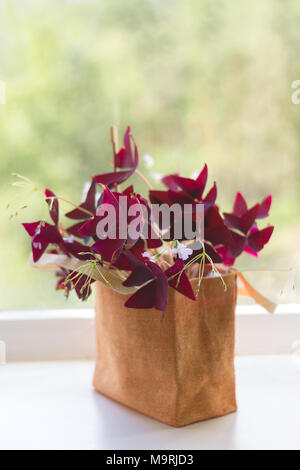 Zimmerpflanze Oxalis aus der Familie Kislichnye (Oxidaceae) mit dunklen Claret Blätter auf einer Fensterbank Stockfoto