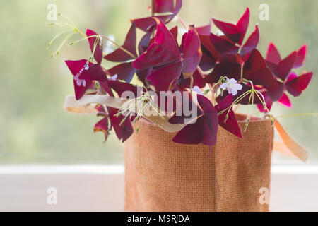 Zimmerpflanze Oxalis aus der Familie Kislichnye (Oxidaceae) mit dunklen Claret Blätter auf einer Fensterbank Stockfoto