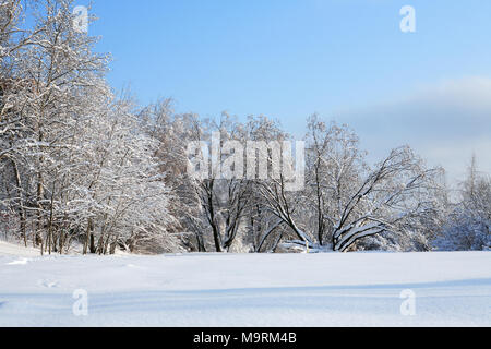 Schöne winter Hintergrund mit Wald unter Schnee Stockfoto