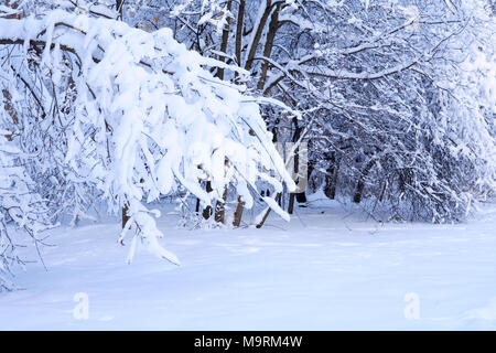 Schöne winter Hintergrund mit Wald unter Schnee Stockfoto