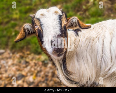 Portrait der Kopf einer Ziegen mit Hörnern und einem Bart. Er in die Kamera schaut ist mit einem lustigen Ausdruck seine Ohren heraus haften sind Stockfoto