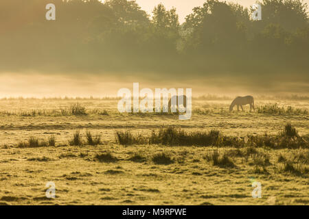 Pferde auf einem nebligen Wiese bei Sonnenaufgang im Amsterdamer Wald in den Niederlanden. Stockfoto