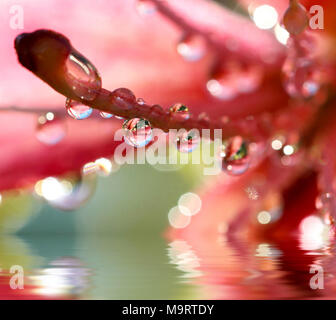 Rosa Lilien nach dem Regen mit Tropfen Wasser, selektiver Fokus, Makro. Foto verbesserte Reflexion im Wasser Stockfoto