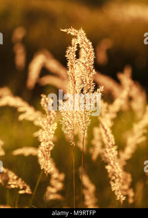 Rohrschwingel (Festuca ovina) bei Sonnenuntergang, selektiver Fokus auf einige Zweige Stockfoto