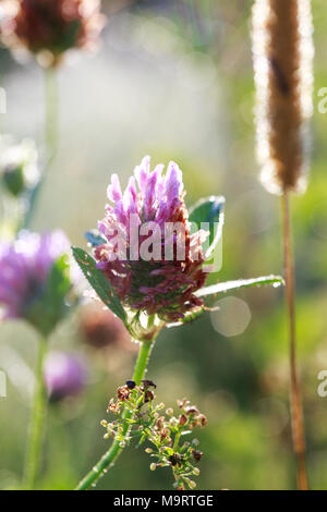 Clover Blume in der Dämmerung mit Tautropfen, selektiver Fokus, Nahaufnahme Stockfoto