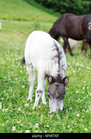Falabella Fohlen Mini Pferd weiden auf der grünen Wiese im Sommer, selektiver Fokus, Pferd im Hintergrund Stockfoto