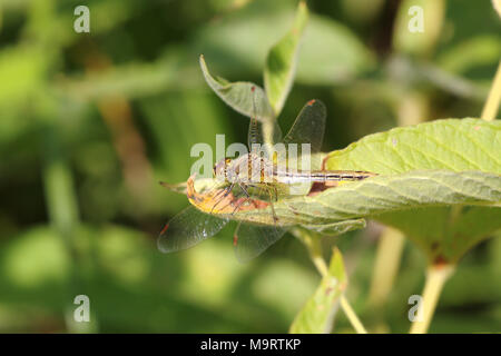 Braun Dragonfly (Aeschna grandis) sitzt auf einem grünen Blatt, Nahaufnahme, selektiven Fokus Stockfoto