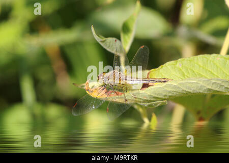 Braun Dragonfly (Aeschna grandis) sitzt auf einem grünen Blatt und Wasser Reflexion, Nahaufnahme, selektiven Fokus Stockfoto