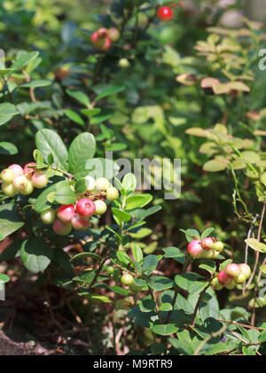 Unreife Beeren Preiselbeere (Vaccinium vitis-idaea) in den wilden Wald, Hintergrund, selektiver Fokus - einige Beeren im Fokus, einige sind nicht Stockfoto