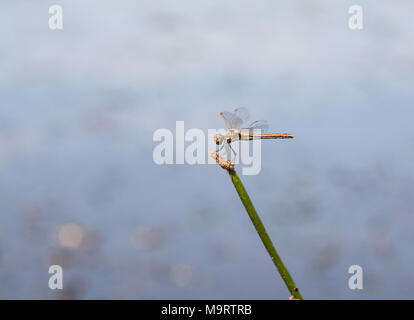 Braun Dragonfly (Aeschna grandis) auf einem Schachtelhalm, Minimalismus, selektiven Fokus Stockfoto