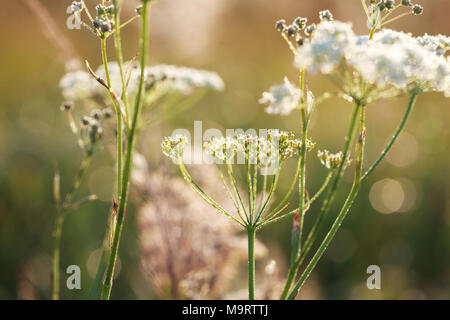 Schafgarbe (Achillea millefolium) bei Sonnenaufgang mit Tautropfen close-up, selektiver Fokus auf einige Zweige Stockfoto