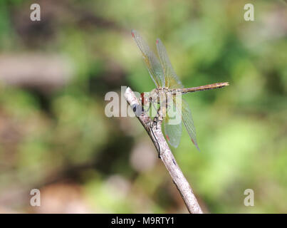 Braun Dragonfly (Aeschna grandis) sitzt auf einem Holzstab, Nahaufnahme, selektiven Fokus Stockfoto