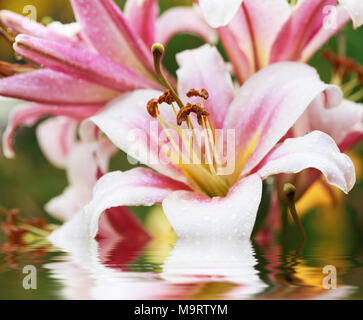 Rosa Lilien nach dem Regen und Wasser Reflexion, selektiver Fokus auf die staubgefäße, Makro Stockfoto