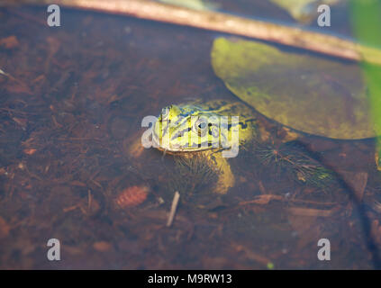 Leiter der grünen Wasser Frosch (Rana Lessonae) im Wasser, Nahaufnahme, selektiver Fokus auf Kopf Stockfoto