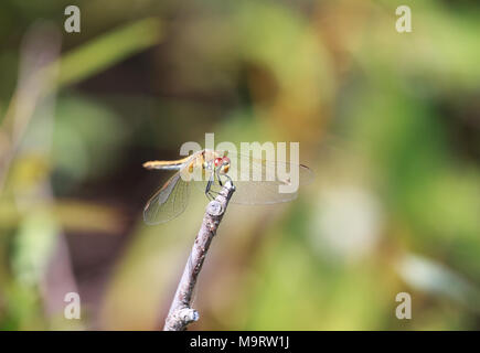 Braun Dragonfly (Aeschna grandis) sitzt auf einem Holzstab, Nahaufnahme, selektiven Fokus Stockfoto