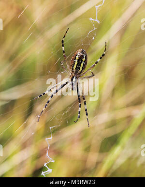 Ein wasp Spider (Argiope Bruennichi) im Morgengrauen sitzt auf einem Web mit Tautropfen, selektiver Fokus und Platz für Text Stockfoto