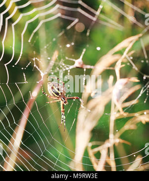 Ein wasp Spider (Argiope Bruennichi) auf Web, selektiver Fokus Stockfoto