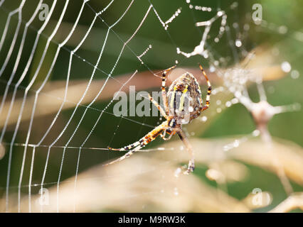 Ein wasp Spider (Argiope Bruennichi) im Morgengrauen sitzt auf einem Web mit Tautropfen, selektiver Fokus Stockfoto