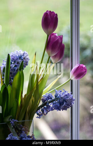 Tulpen und Hyazinthen Blumen in einer Vase auf der Fensterbank vor Glas, Yorkshire, Großbritannien Stockfoto