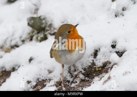 Robin. Erithacus Rubecula. Portrait von einzelnen Erwachsenen auf schneebedeckten Boden. Staffordshire. Britische Inseln. Stockfoto