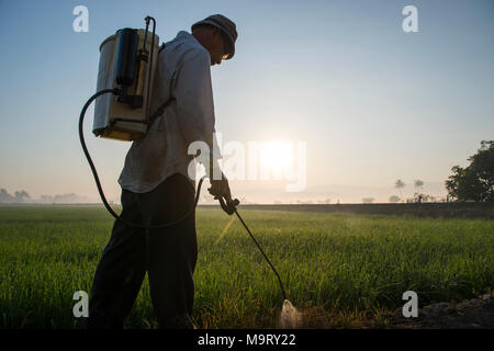 Ein Mann Spritzen ein Reisfeld Feld, Kota Belud, Sabah, Malaysia, Borneo, Stockfoto