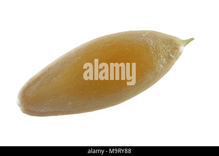 Cucumis sativus, Gurke, Gurke, Samen, Nahaufnahme, Korngröße 7-9 mm Stockfoto