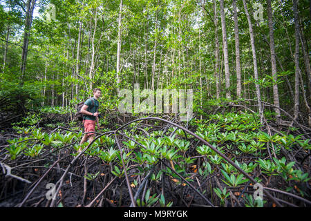 Ein Mann in einigen Mangroven, Kudat, Sabah, Malaysia, Borneo, Stockfoto