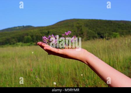 Thymus serpyllum natürlichen Tee vom Berg Stockfoto