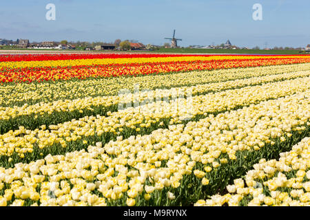 Felder mit weißen, roten und gelben Tulpen in den Niederlanden. Und der Lisserpoelmolen von 1676 Stockfoto