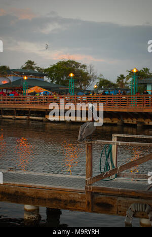 Ein thront Pelican mit der Promenade von La Guancha (Ponce, Puerto Rico) im Hintergrund. Stockfoto