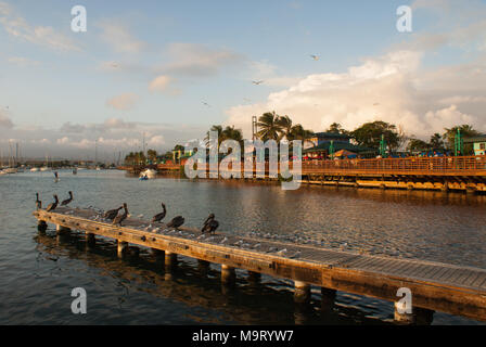 Eine Herde von Möwen und braune Pelikane thront auf einem Dock in der Nähe der Promenade an der La Guancha (Ponce, Puerto Rico). Stockfoto