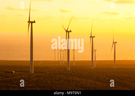 Windmühlen am Windpark in Coquimbo Region, Chile Stockfoto