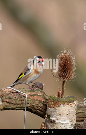 Erwachsene männliche Stieglitz, Carduelis carduelis Fütterung bei einer Karde, England, UK. Stockfoto