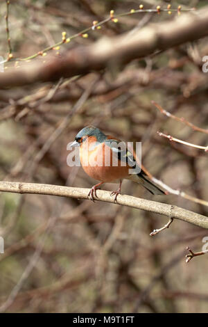 Erwachsene Männchen Buchfink, Fringilla coelebs in undergrowthl, England, UK. Stockfoto