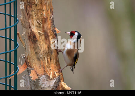 Erwachsene männliche Stieglitz, Carduelis carduelis, England, UK. Stockfoto