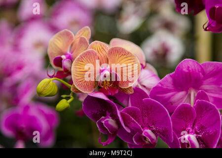 Orchidee blüht Stockfoto