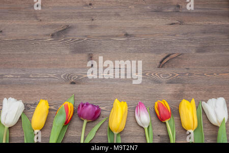 Viele bunte Tulpen liegen in einer Reihe auf der Unterseite der Hintergrund von Holz. Stockfoto