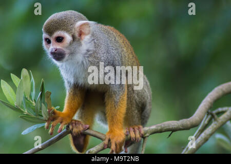 Gemeinsame Eichhörnchen Affe auf einem Baum, an der Bristol Zoo (England, UK) Stockfoto