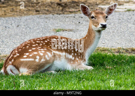 Rote Rehe, die auf dem Gras in den Zoo innerhalb des "Parc de la Tête d'Or" in Lyon (Frankreich). Stockfoto