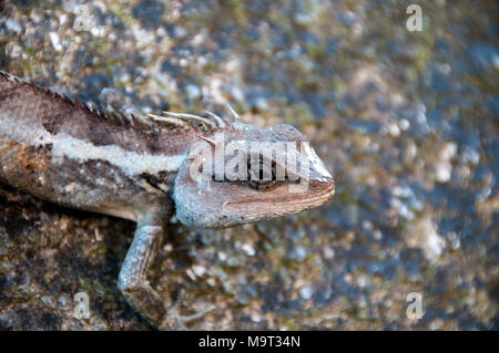 Lizard am Golden Rock in Myanmar Stockfoto