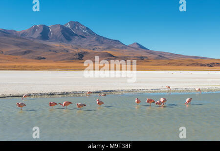 Die Canapa Lagoon mit vielen James und chilenische Flamingos, die sich von Algen und mikroskopisch kleine Garnelen mit ihren Schnabel, fungiert als Filter, Bolivien. Stockfoto