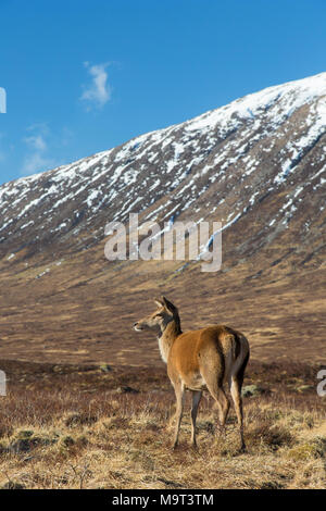 Red deer Hind/Weiblich (Cervus elaphus) auf das Moor in den Hügeln im Winter in den schottischen Highlands, Schottland, Großbritannien Stockfoto