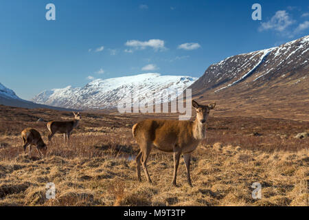 Red deer Hinds/Frauen (Cervus elaphus) auf das Moor in den Hügeln im Winter in den schottischen Highlands, Schottland, Großbritannien Stockfoto