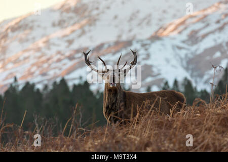 Red deer Stag/male (Cervus elaphus) Gebrüll in den Hügeln im Winter in den schottischen Highlands, Schottland, Großbritannien Stockfoto
