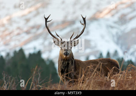 Red deer Stag/male (Cervus elaphus) auf das Moor in den Hügeln im Winter in den schottischen Highlands, Schottland, Großbritannien Stockfoto