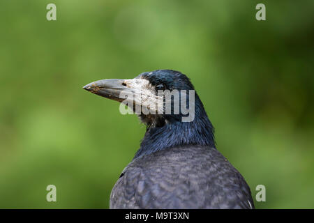 Saatkrähe (Corvus frugilegus) Nahaufnahme von Kopf und Schnabel Stockfoto