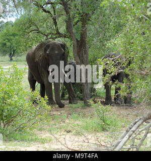 Elefanten bei Nyamundwa, Krüger Nationalpark, Südafrika Stockfoto