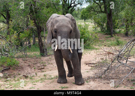 Junge männliche Stier Elefant an Nyamundwa, Krüger Nationalpark, Südafrika, Stockfoto
