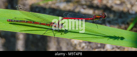Libellen Paarung, Stockfoto