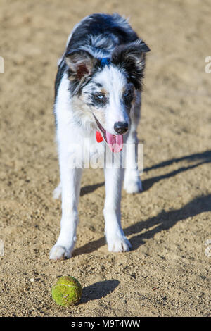 Black & White Border Collie Welpen eine Pause vom Jagen eine Kugel in einem Hund Park. Stockfoto